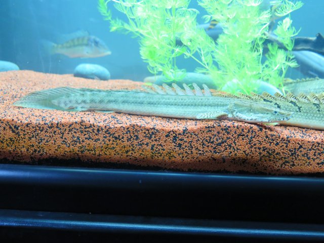 IMG_0801.JPG IMG_0801.JPG