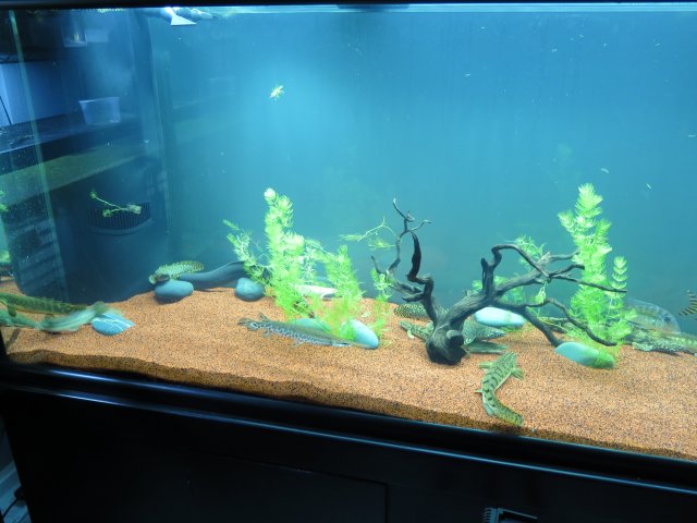 IMG_0822.JPG IMG_0822.JPG