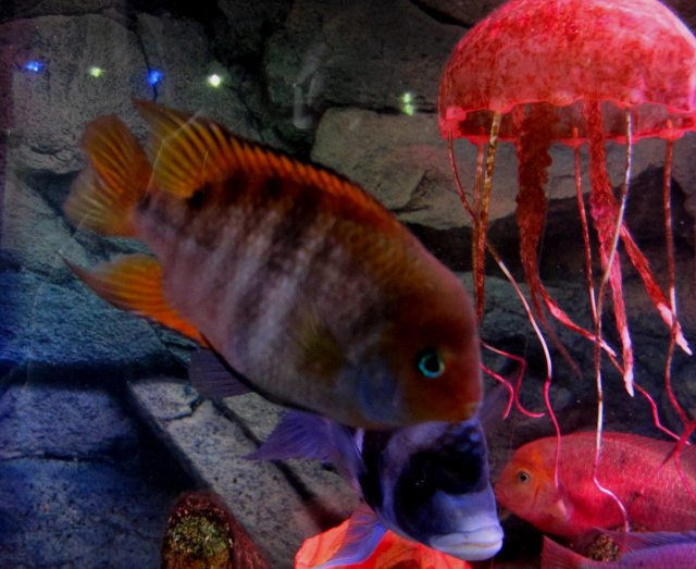 IMG_7371.JPG IMG_7371.JPG