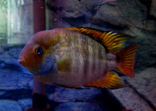 IMG_7367.JPG IMG_7367.JPG