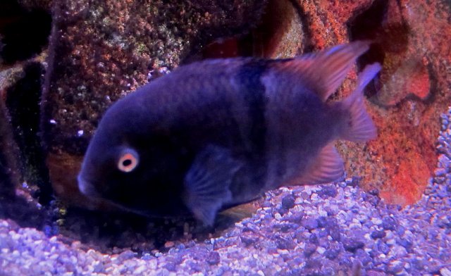 IMG_7376.JPG IMG_7376.JPG