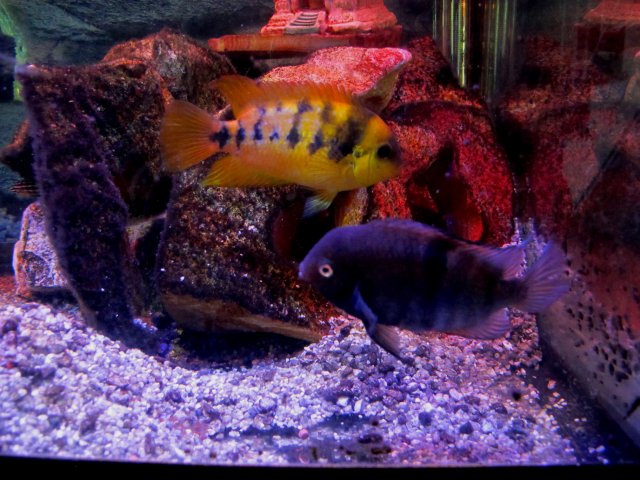 IMG_7356.JPG IMG_7356.JPG