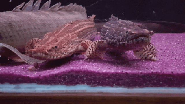 20170414_101433_1.gif