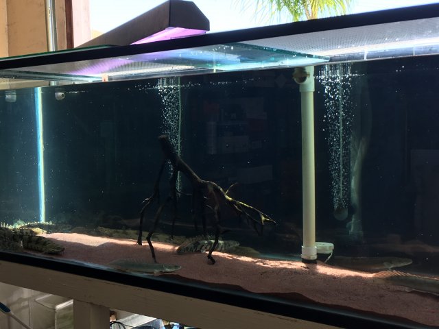 IMG_5217.JPG IMG_5217.JPG