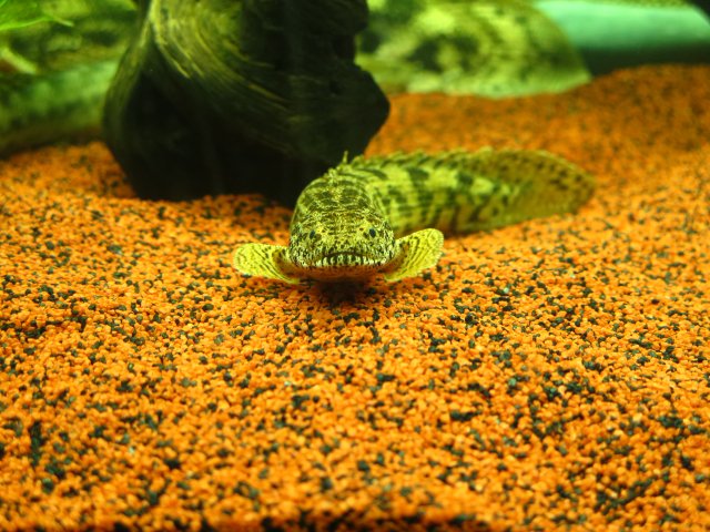 IMG_0869.JPG IMG_0869.JPG