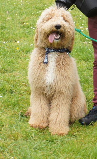 Charlie Bear.JPG