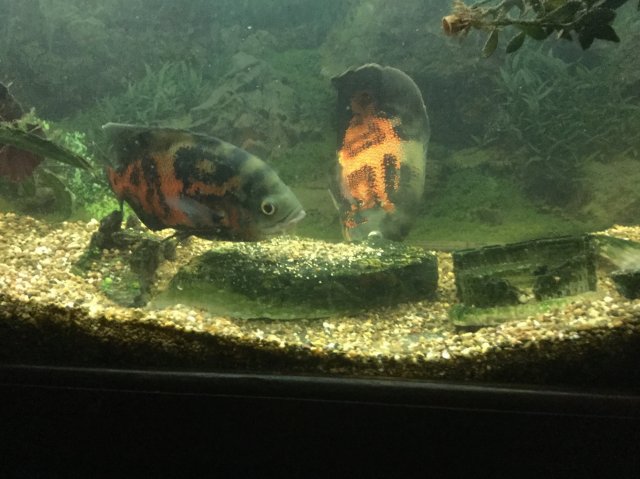 image.jpeg image.jpeg