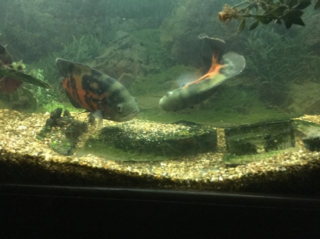 image.jpeg image.jpeg