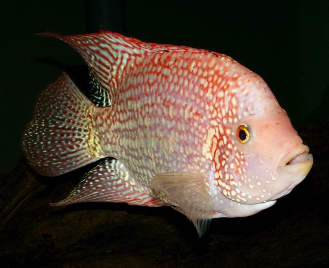 redtex37x.jpg redtex37x.jpg