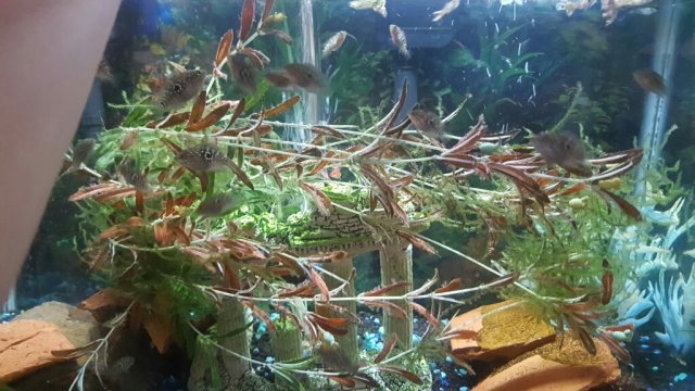TMA: Tue May 23 2017 13:46:22 GMT-0700 (PDT).jpg