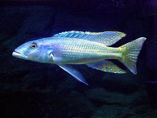 malawi_trout2_blair.jpg malawi_trout2_blair.jpg