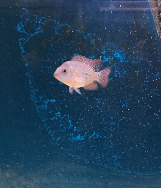 Red texas cichlid store petsmart