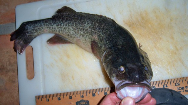 100_7545.JPG