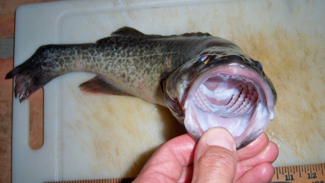 100_7547.JPG 100_7547.JPG