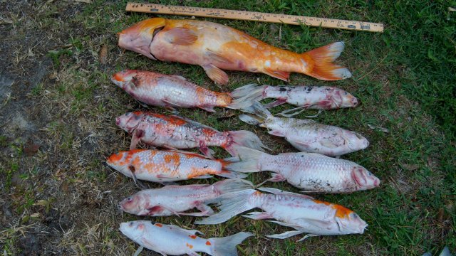 Koi killed by algae bloom 1.JPG