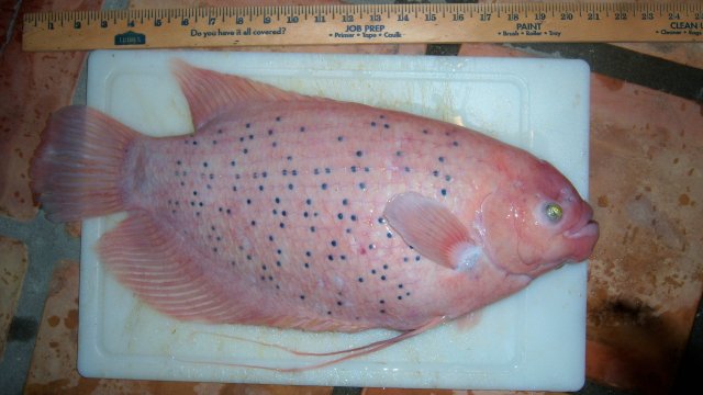 100_7623.JPG 100_7623.JPG