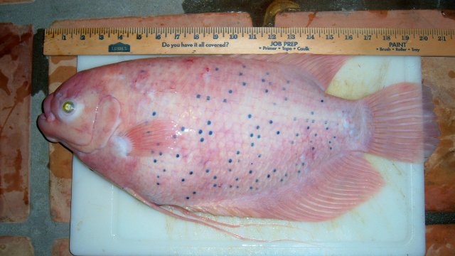 100_7633.JPG 100_7633.JPG