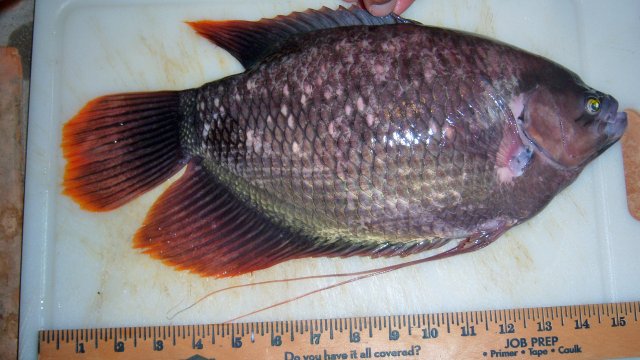 100_7561.JPG 100_7561.JPG