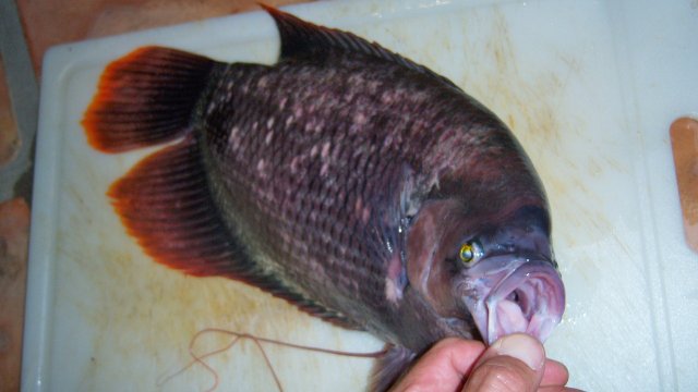 100_7563.JPG 100_7563.JPG