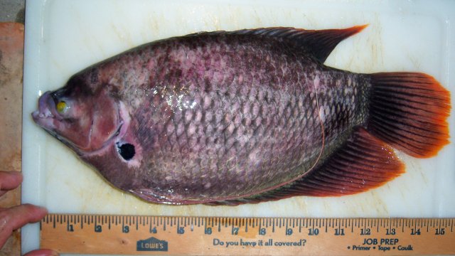 100_7565-1.JPG 100_7565-1.JPG