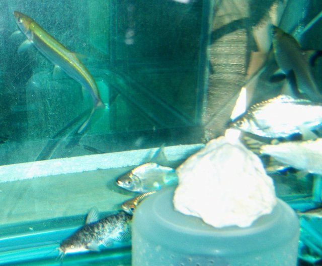 Yellowcheek 3.JPG Yellowcheek 3.JPG