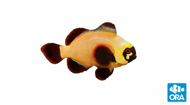 gold-nugget-maroon.jpg