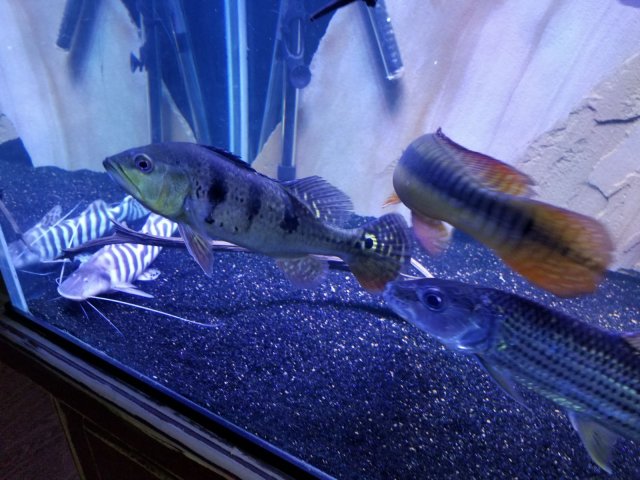 IMG-20170604-WA0008.jpg