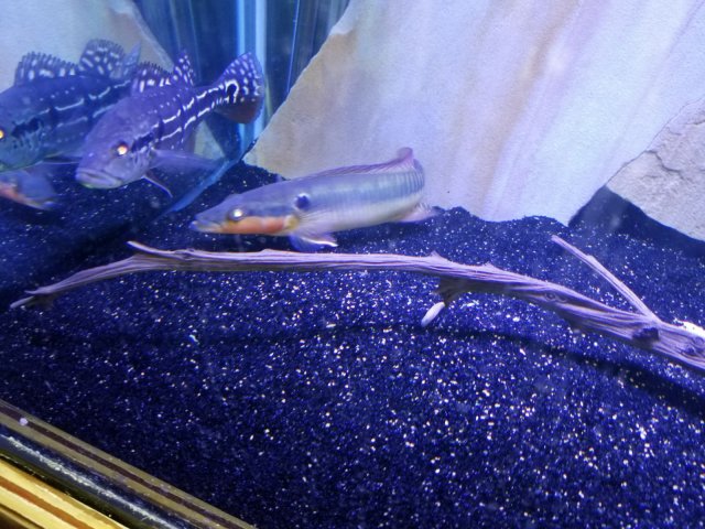 IMG-20170604-WA0007.jpg