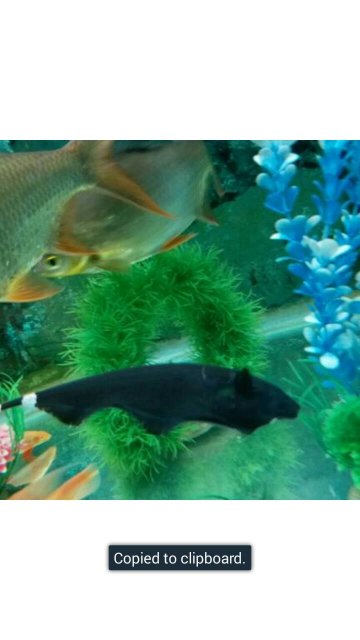 1496656984855.jpg 1496656984855.jpg