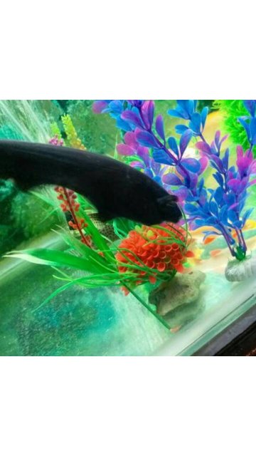 1496656982592.jpg 1496656982592.jpg