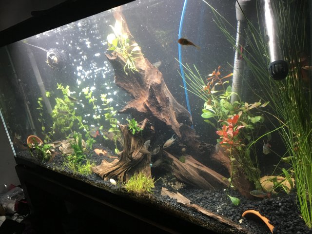 IMG_1020.JPG IMG_1020.JPG