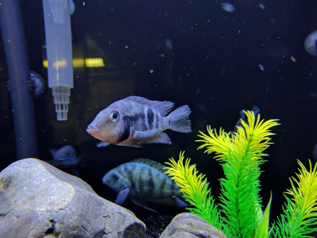 IMG_20170610_203120.jpg IMG_20170610_203120.jpg