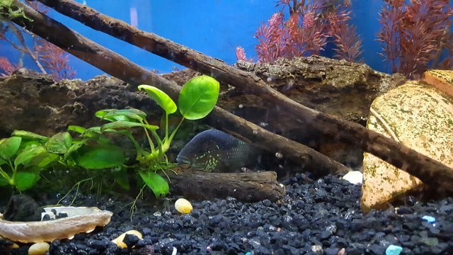 TMA: Sun Jun 11 2017 22:38:16 GMT-0700 (PDT).jpg TMA: Sun Jun 11 2017 22:38:16 GMT-0700 (PDT).jpg