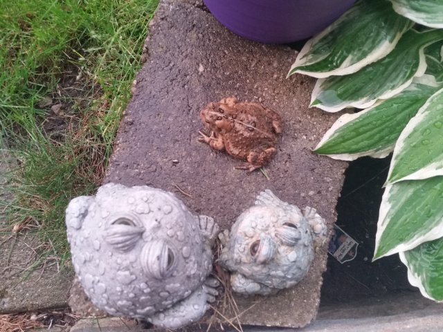 20170528_203731.jpg 20170528_203731.jpg