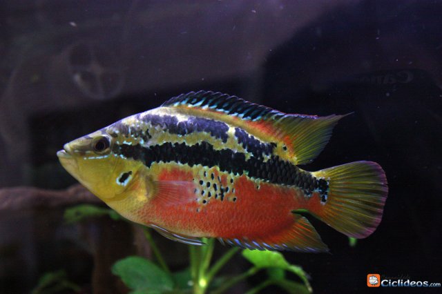 Trichromis_salvini_0001.jpg Trichromis_salvini_0001.jpg