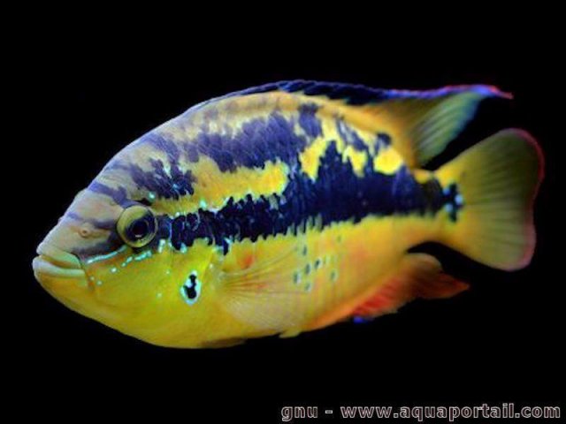 trichromis-salvini.jpg trichromis-salvini.jpg