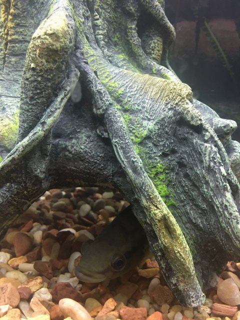 TMA: Wed Jun 14 2017 00:49:30 GMT-0700 (PDT).jpg TMA: Wed Jun 14 2017 00:49:30 GMT-0700 (PDT).jpg