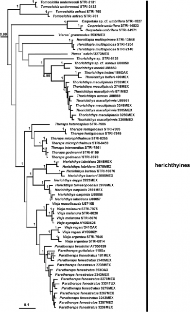 Fig-3-Bayesian-phylogeny-of-heroine-cichlids-showing-relationships-among-lineages-of.png