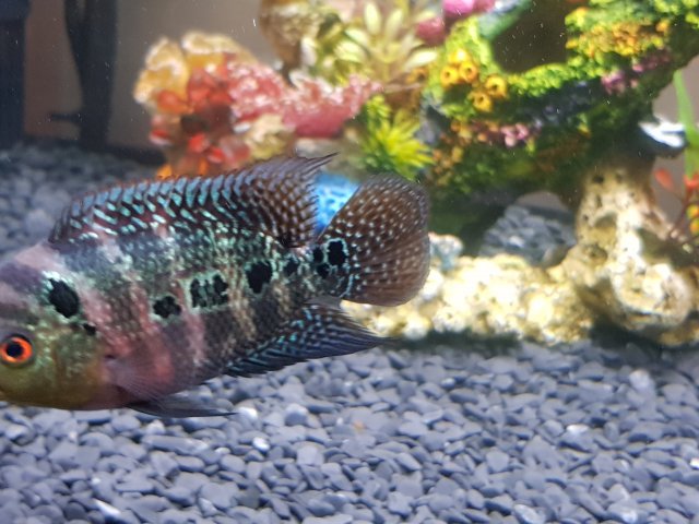 20170617_192754.jpg