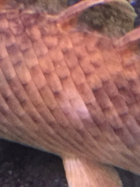 IMG_3147.JPG