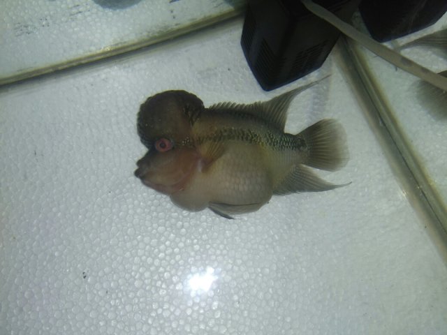 TMA: Tue Jun 20 2017 23:05:28 GMT+0530 (IST).jpg