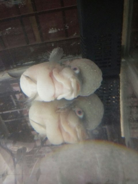 TMA: Wed Jun 21 2017 00:54:09 GMT+0530 (IST).jpg