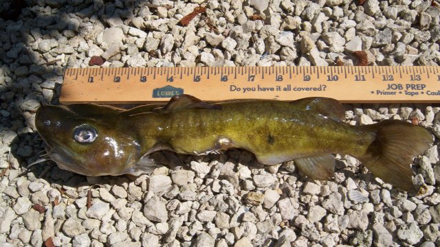 Aluminum catfish, mangled rescue dead.JPG