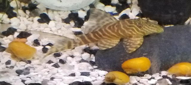 20170623_185823.jpg 20170623_185823.jpg