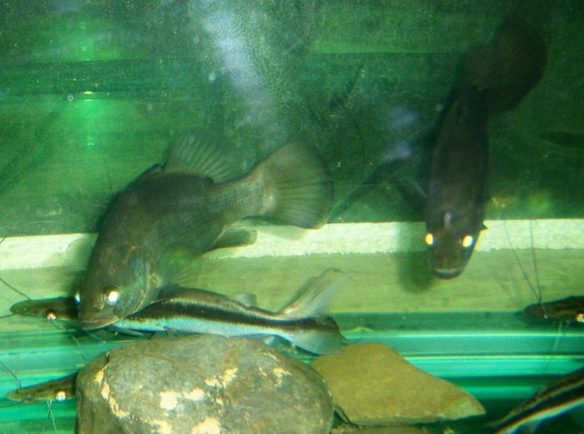 Two nile perch from Exotic Fish Shop | MonsterFishKeepers.com