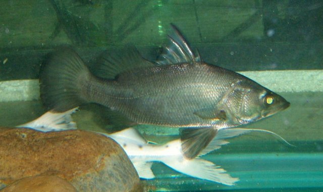 Two nile perch from Exotic Fish Shop | MonsterFishKeepers.com
