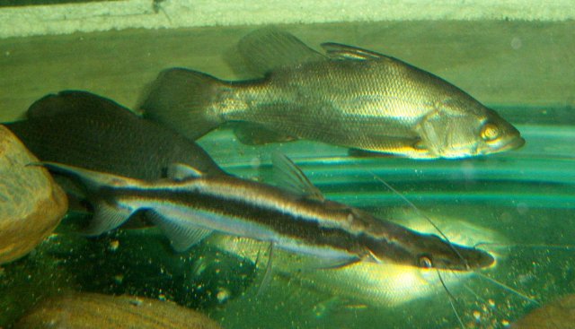 Two nile perch from Exotic Fish Shop | MonsterFishKeepers.com