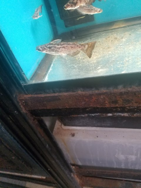 Trachelopterus Fisheri Monsterfishkeepers Com