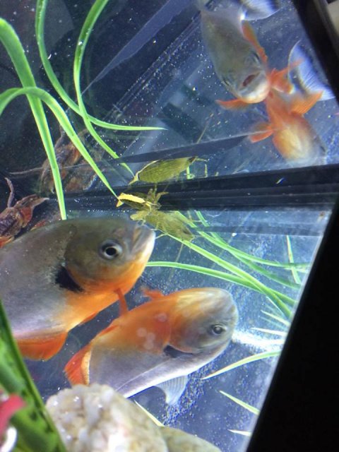 19512366_1372099949492264_1478843301_n.jpg 19512366_1372099949492264_1478843301_n.jpg