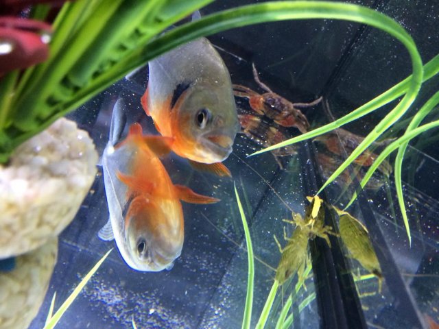 19551583_1372099962825596_1907137302_o.jpg 19551583_1372099962825596_1907137302_o.jpg